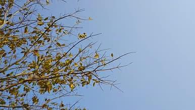 植物空镜黄色树叶随风飘动芦苇随风飘动视频的预览图